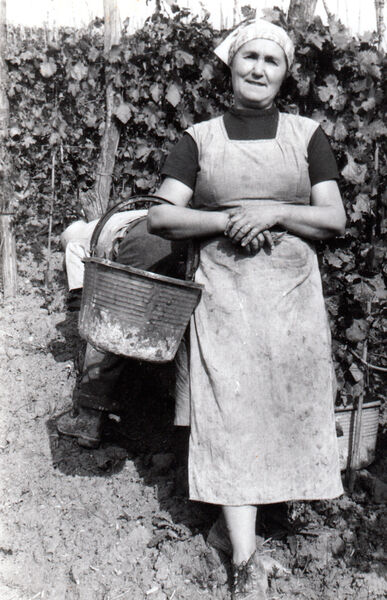 In vigna durante la vendemmia