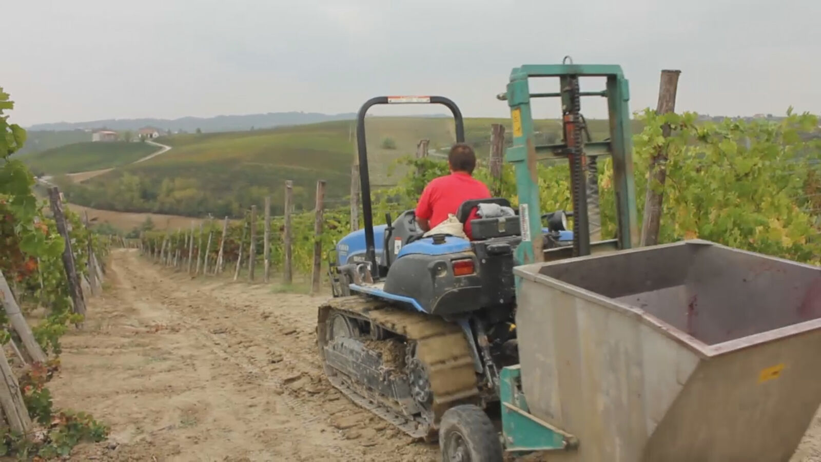 Vendemmia tra i filari di San Michele